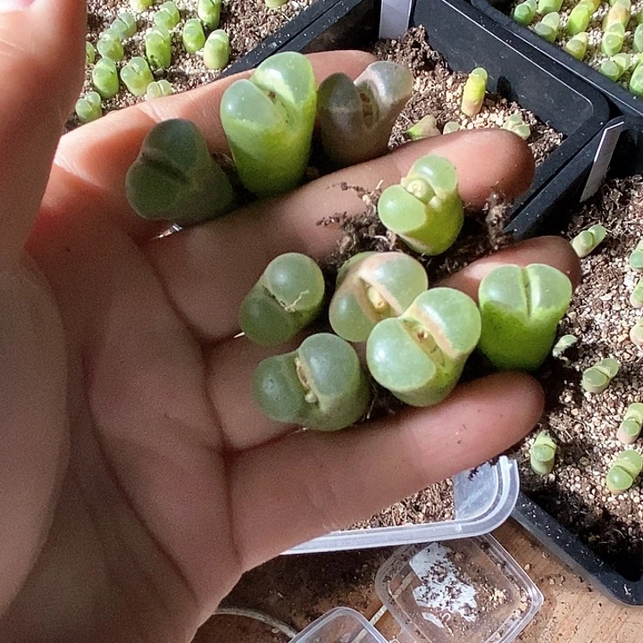 雪*胖桃喜花园0125-25风铃11颗