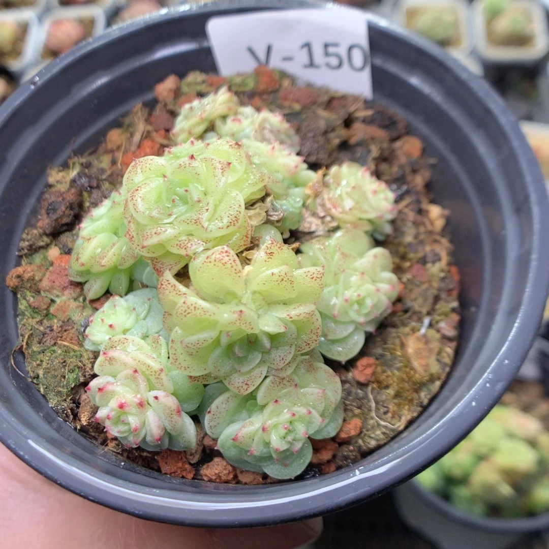 V150y y y y y y y y y