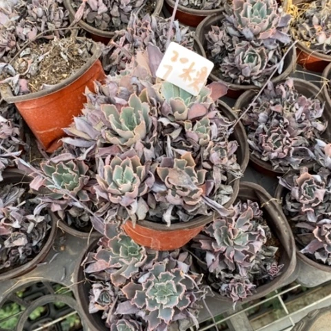 楠*多肉植物组合拼盘7