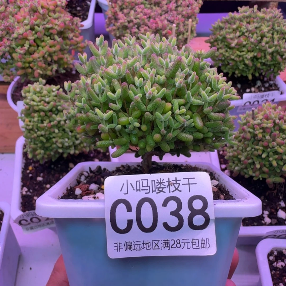 枝干番杏蜜桔糖球038