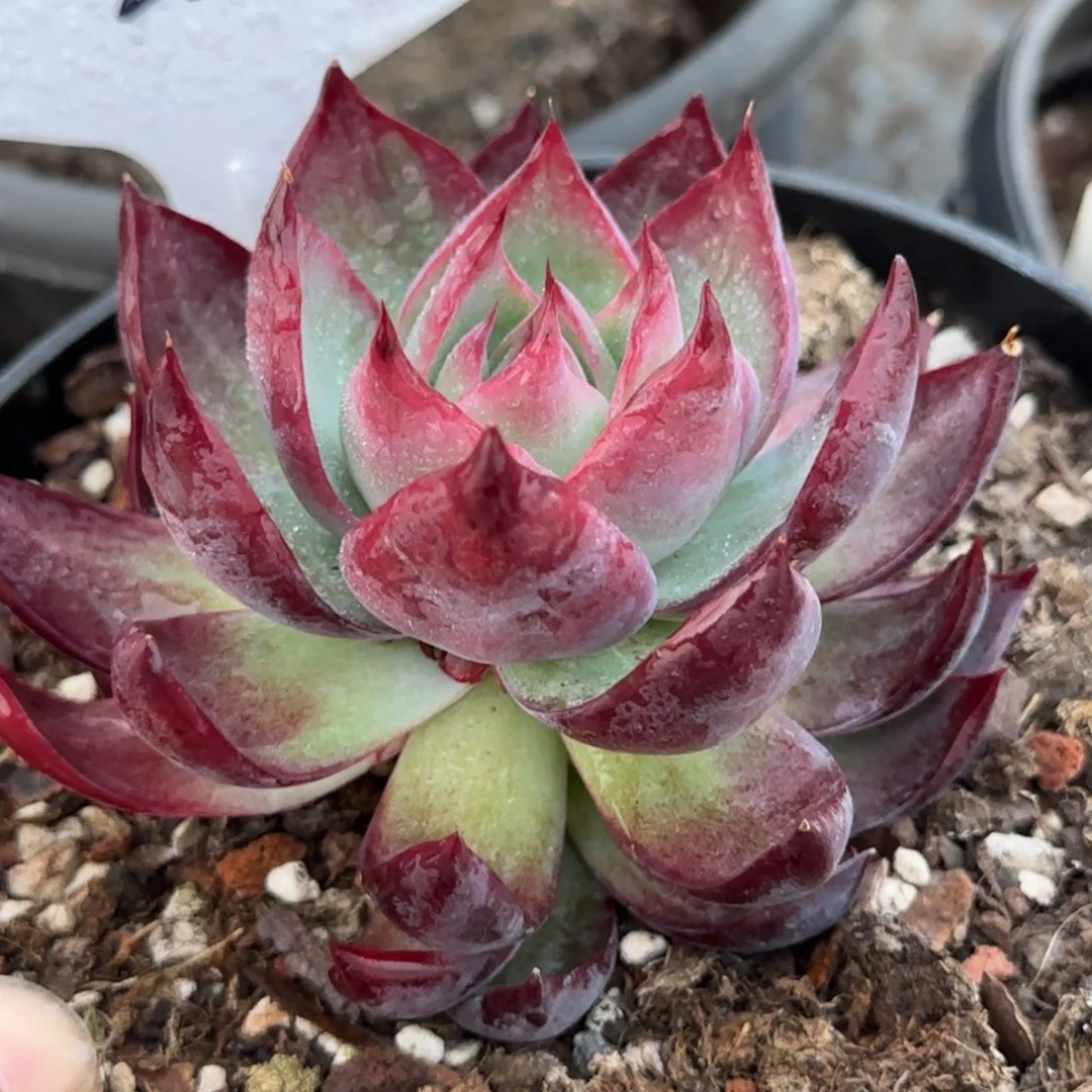 黑红惊鸿一物一拍包装收缩花旱253