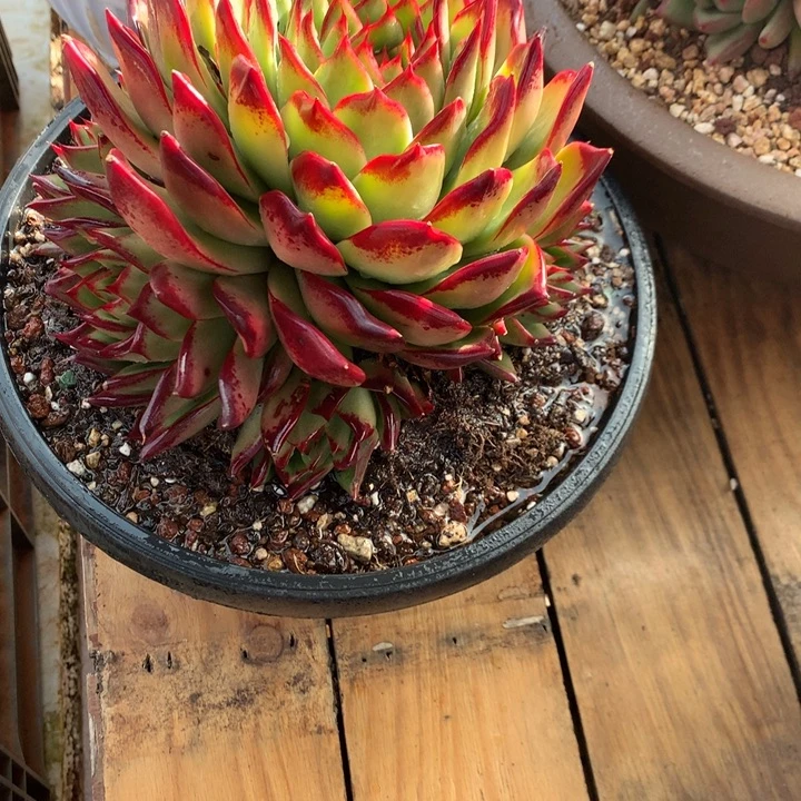 美肉特价活动开始啦