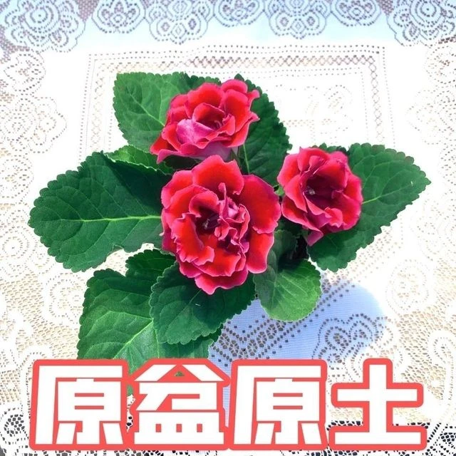 一颗包邮重瓣大岩桐盆栽带花苞发货芙蓉花带花苞发货室内四季