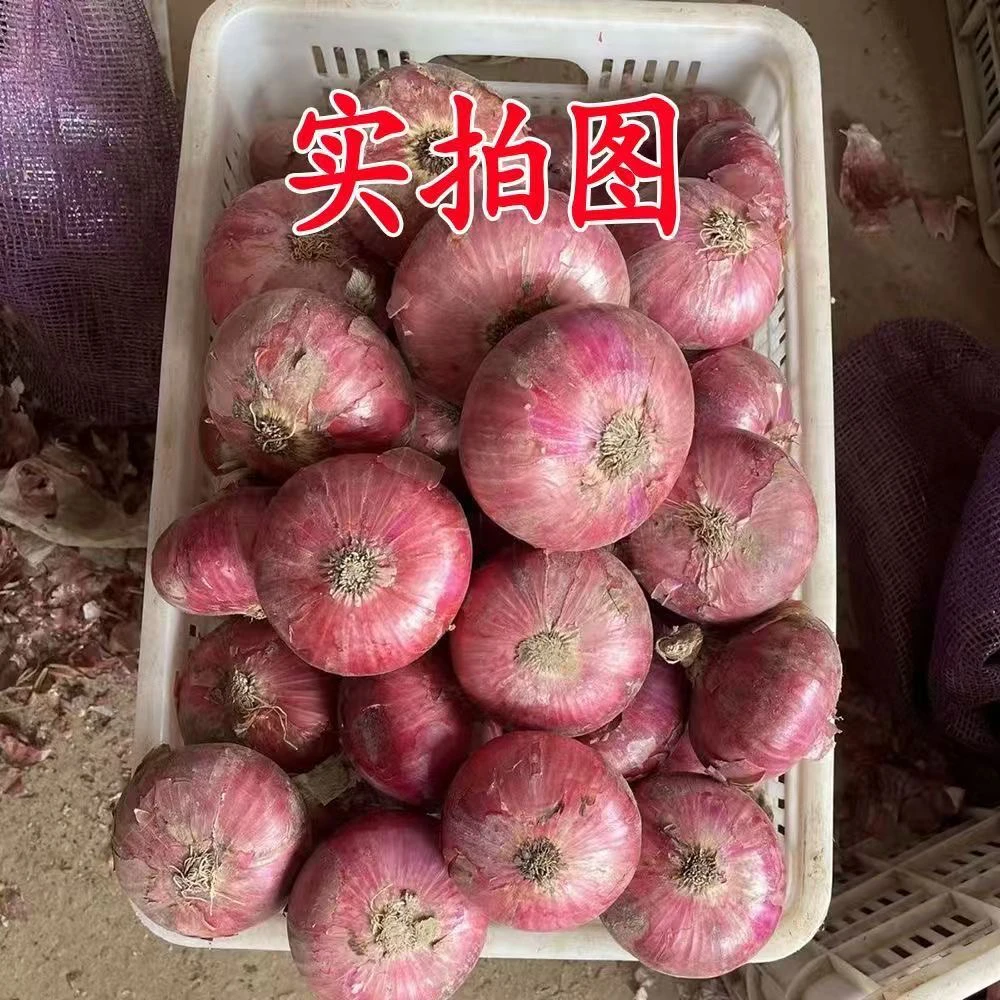2025年新紫皮洋葱生吃凉拌蔬菜新鲜多汁新鲜圆葱