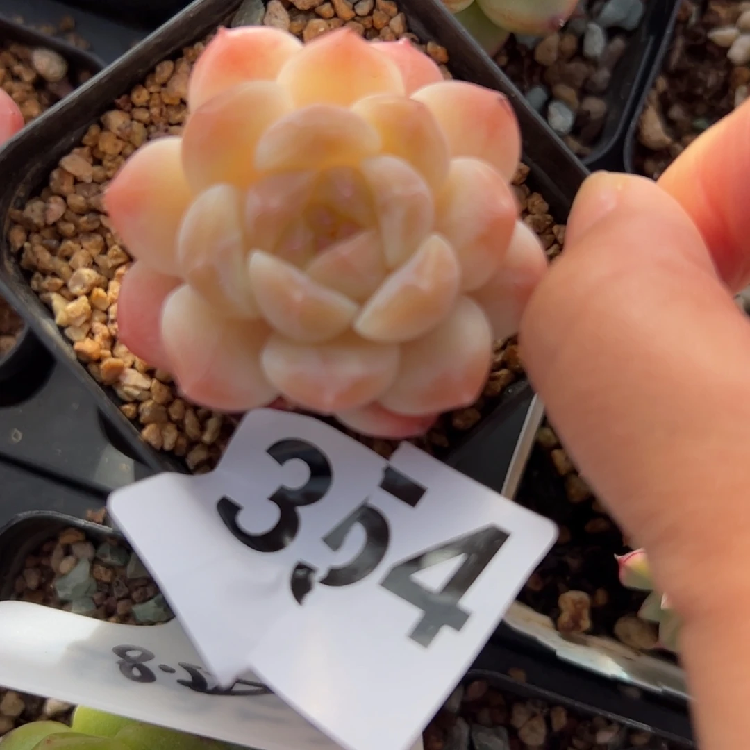 无***语354 多肉植物组合盆栽