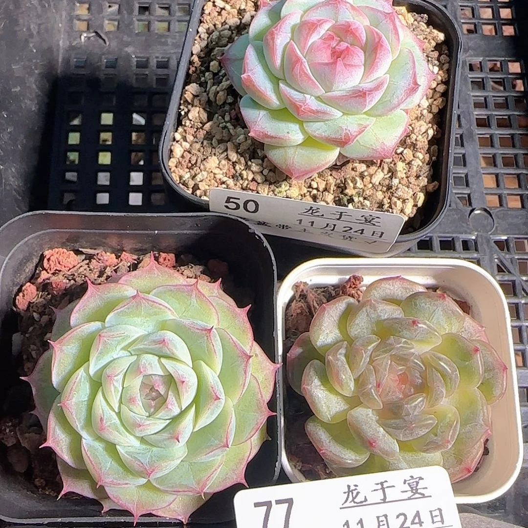 手***沙多肉1124-77福利福利