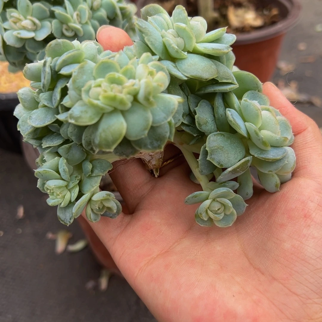 M***园紫琉璃珍妮 天天开心