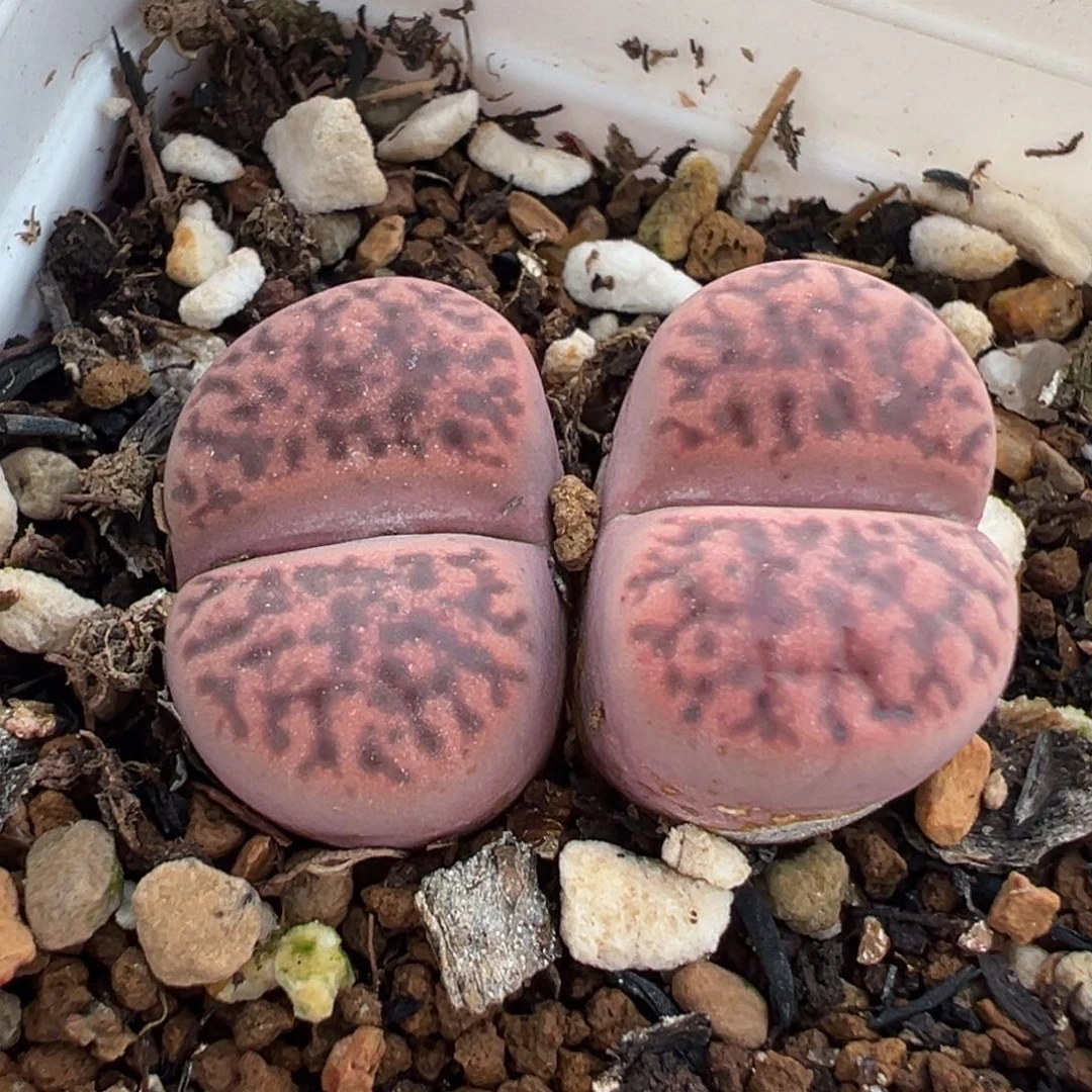 054多肉植物种类多样