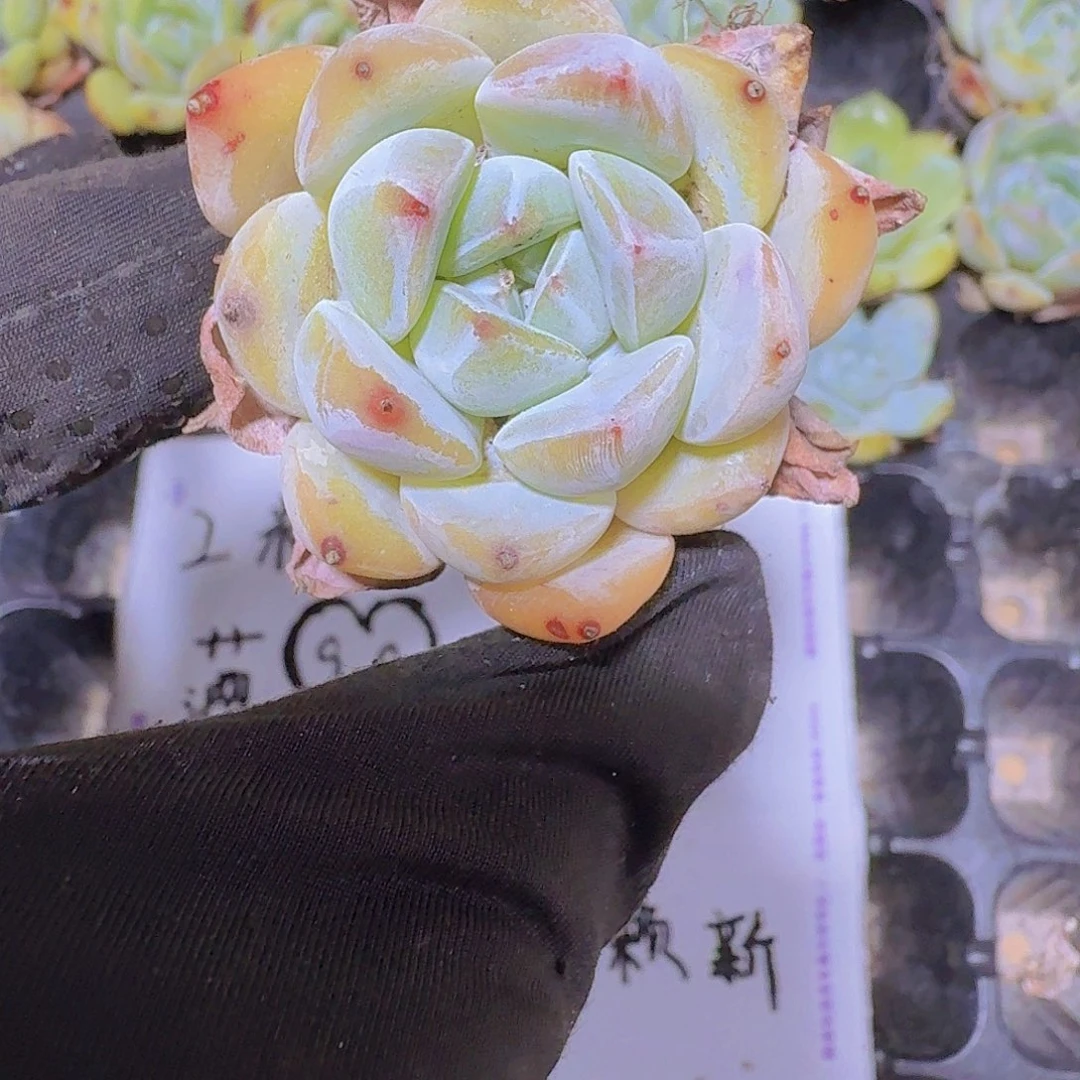 精品飞星两米三颗