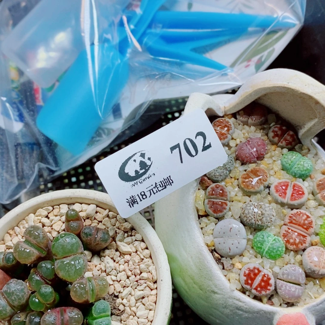 生石花花花花开702