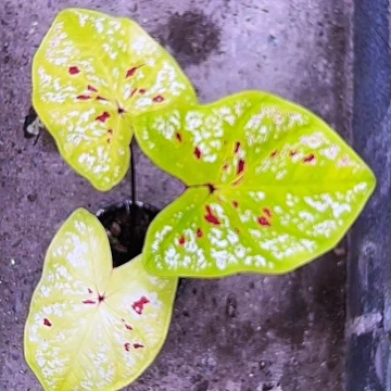 平***洋17-0528青柠檬泰国发货