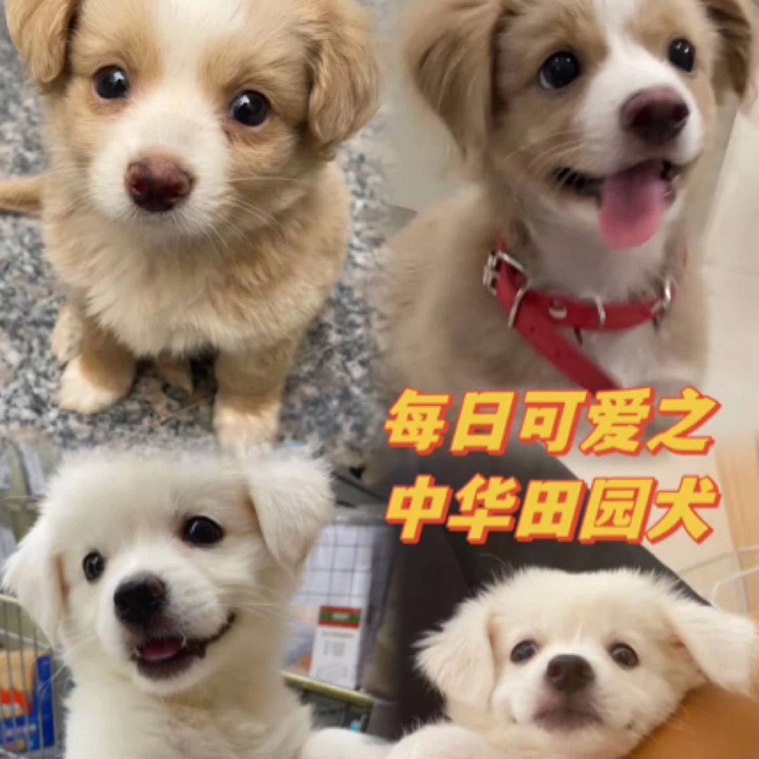 宠物活体狗狗下单平台交易适用链接