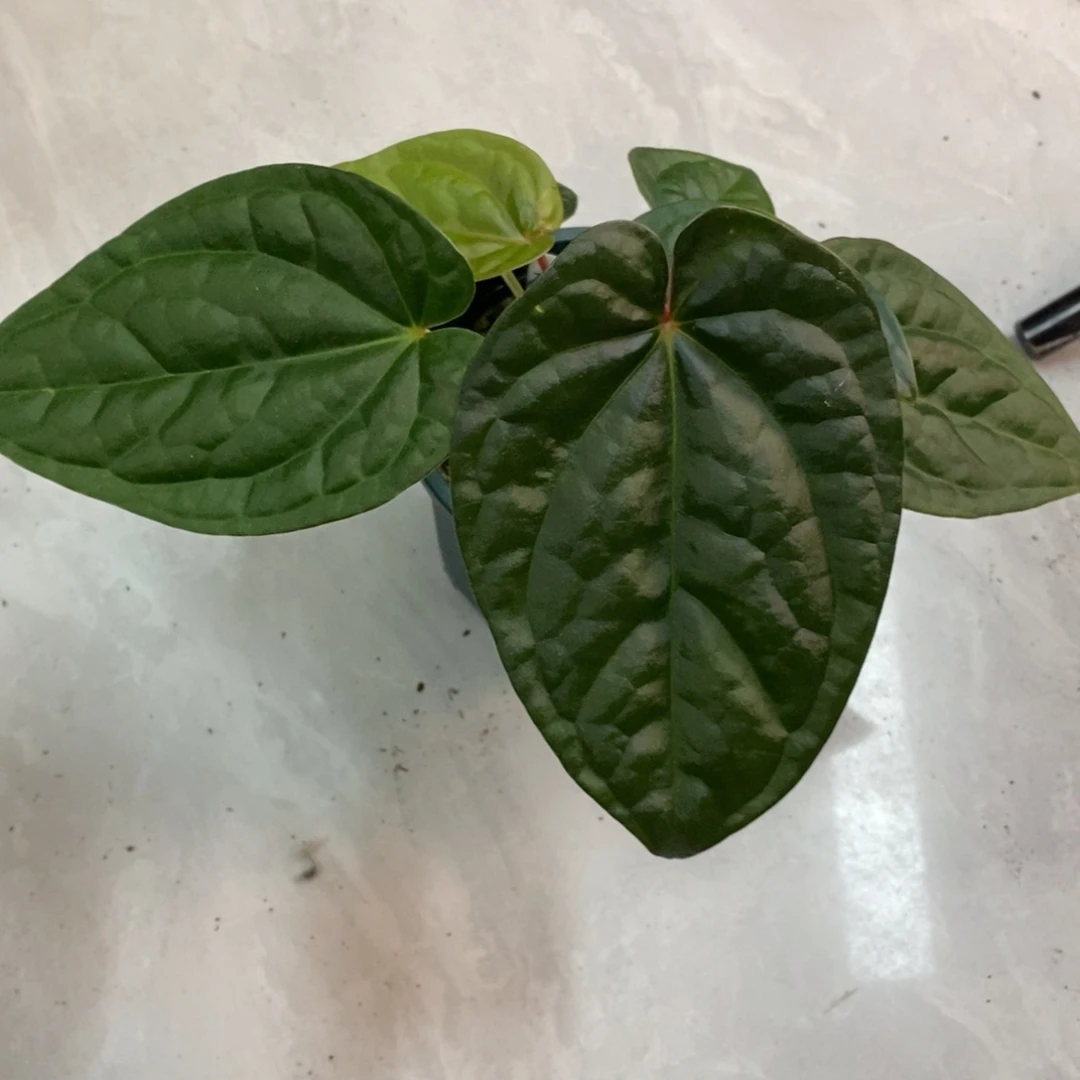 不开花植物papi杂奢华