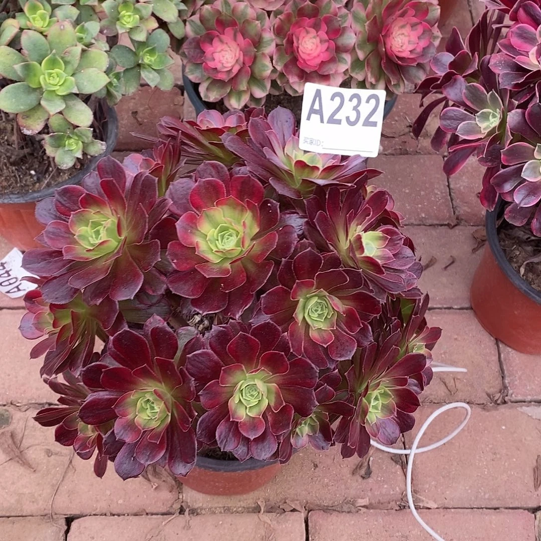 安娜多肉法师232多肉法师