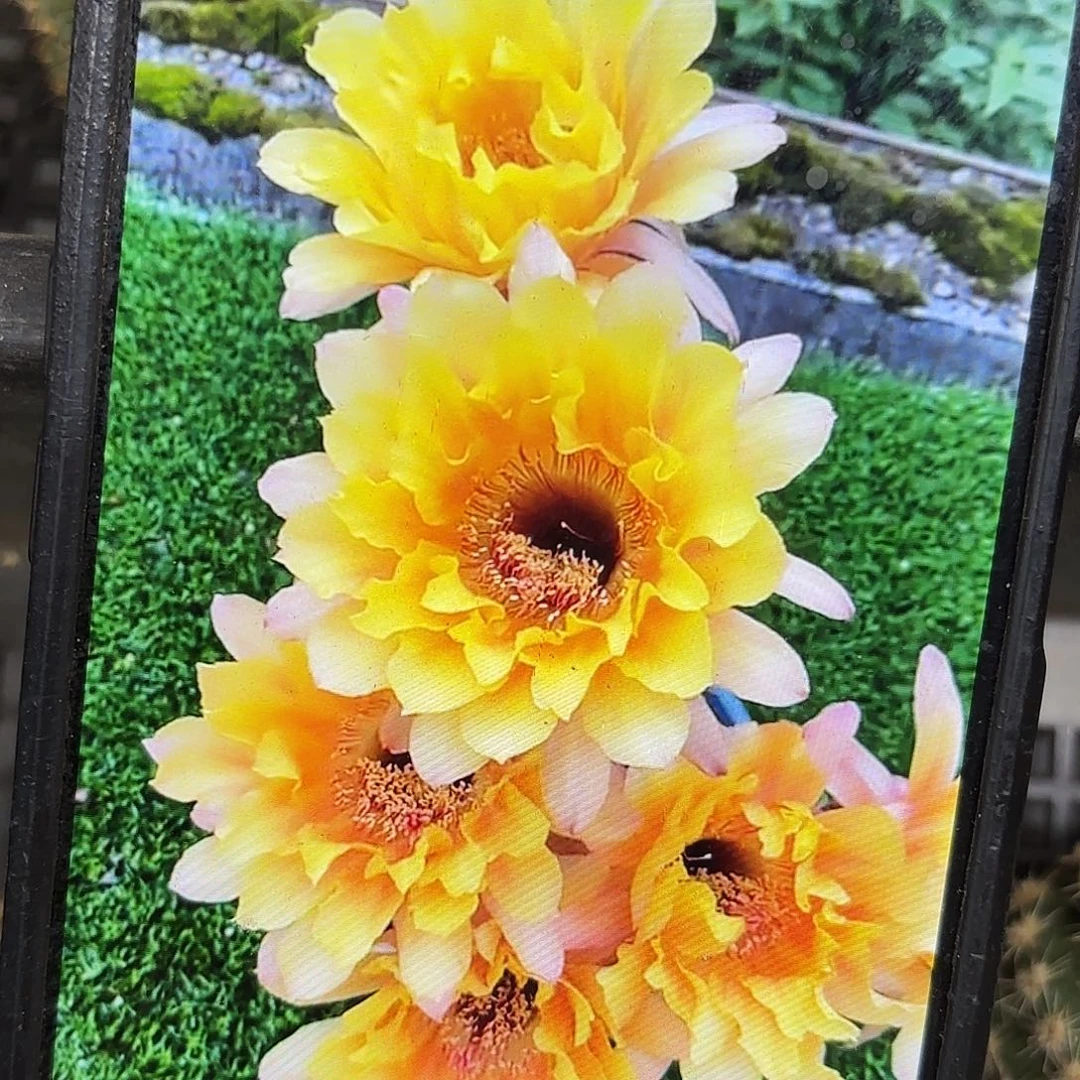 黄秀彩侧牙20包邮47