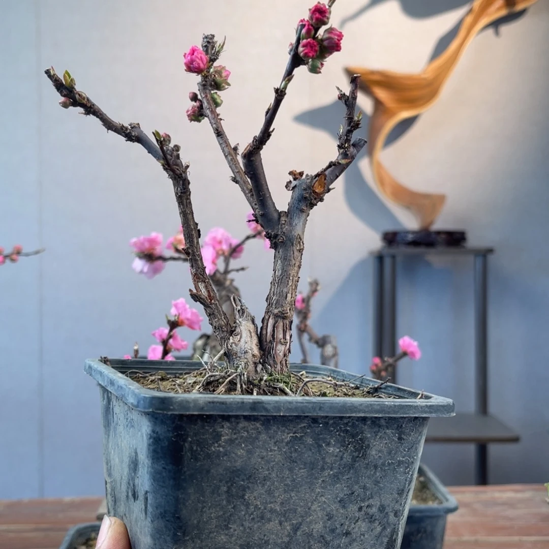 微月季盆景111111梅***?