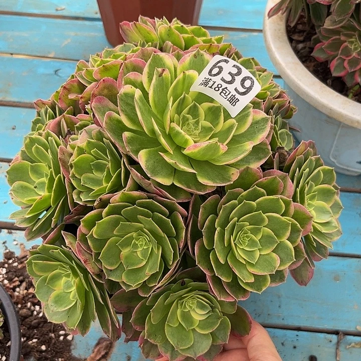 639海王朵朵发发发