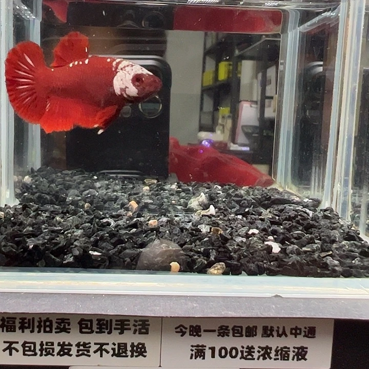 斗鱼跑单拉黑3日21