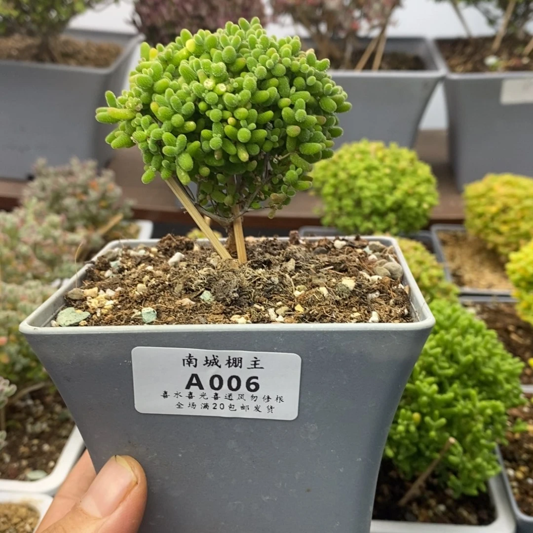 006精控蜜橘糖球枝干番杏