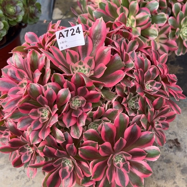 724粉女妖30厘米左右