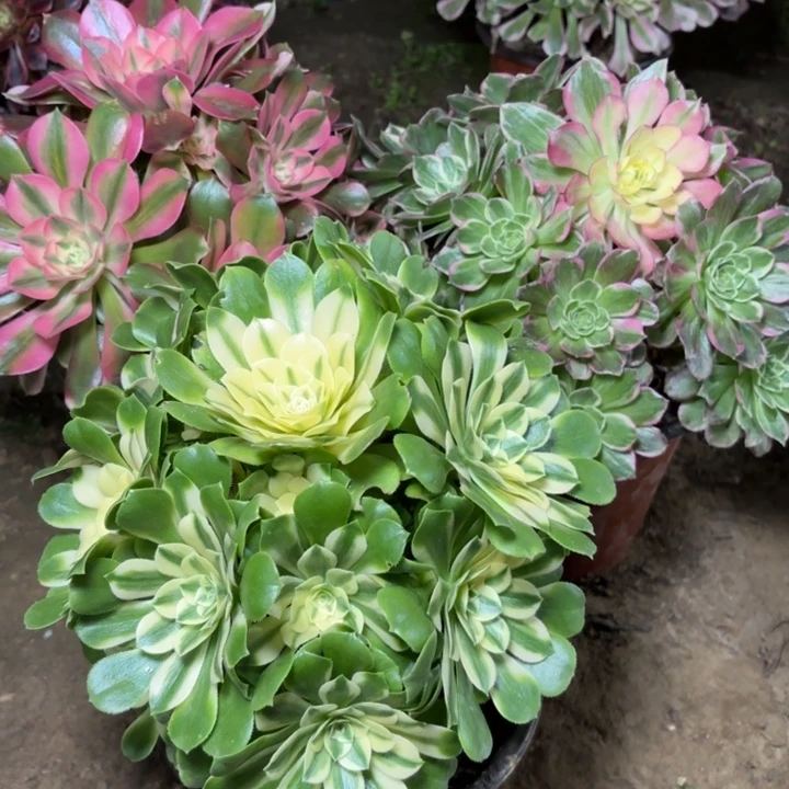 多肉植物法师3颗3