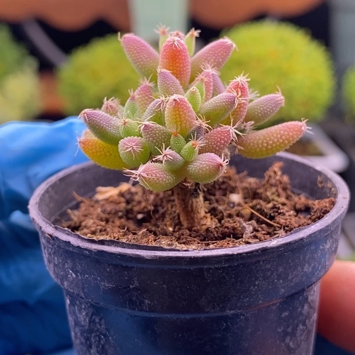 无花朵168实生玉米。