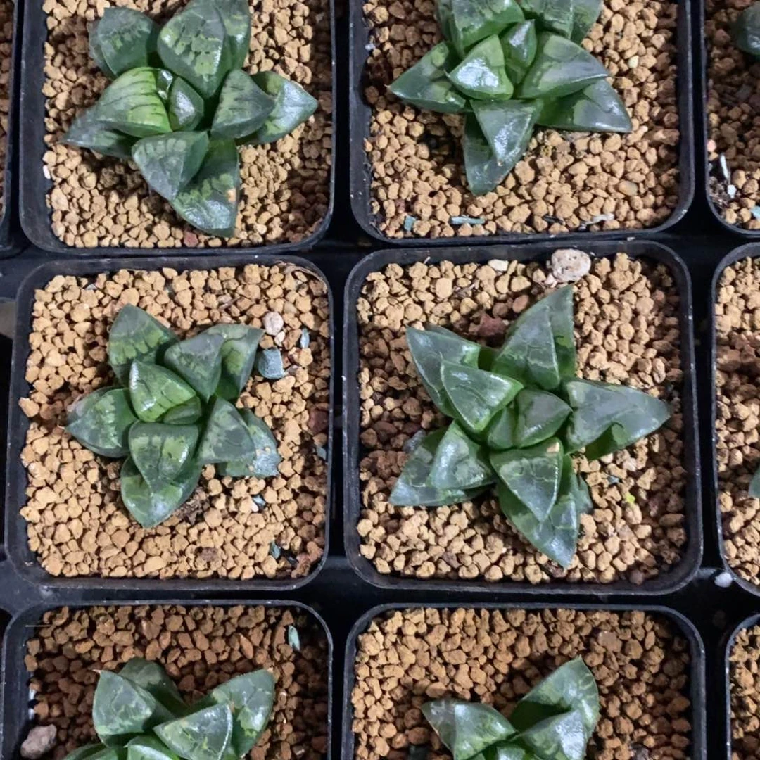 十二卷一颗假面实生 高货 双12福利