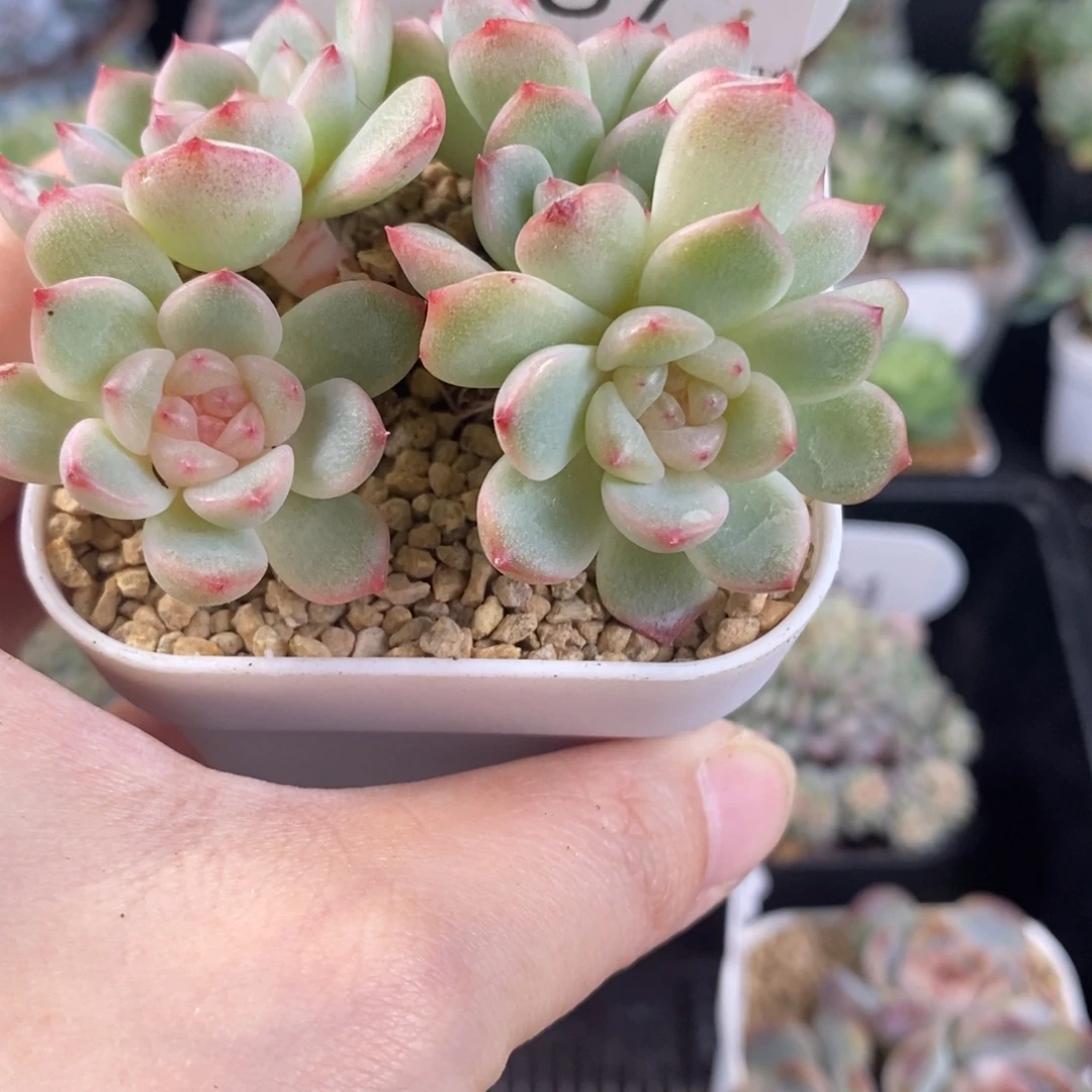 甜心a 五头群87号