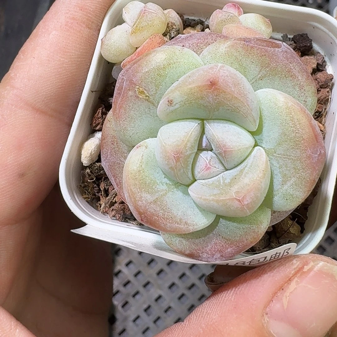 93 号到手1框一物一拍