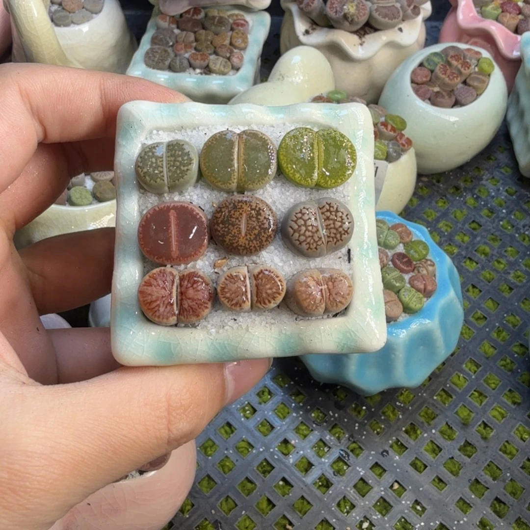 多肉葡萄的味道真的570