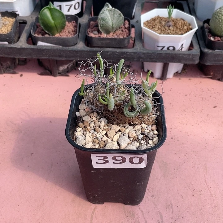390产地钢丝球万物想