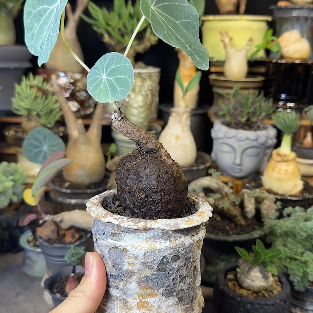 一物一拍老家一叶龟320