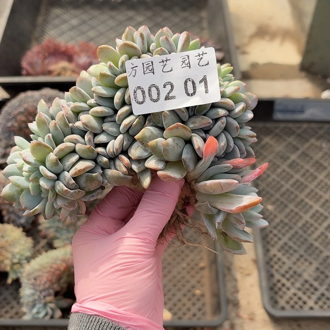 珠***珠002.001星影树缀一个