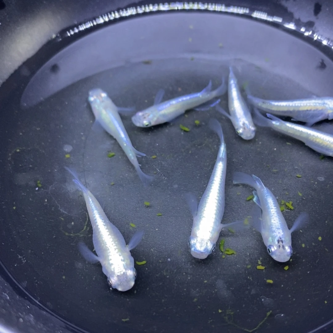 青鳉鱼四号四号四号