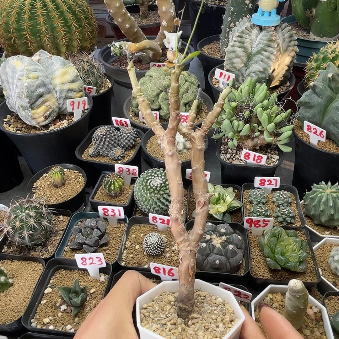 实生老桩紫背美尻厚敦菊