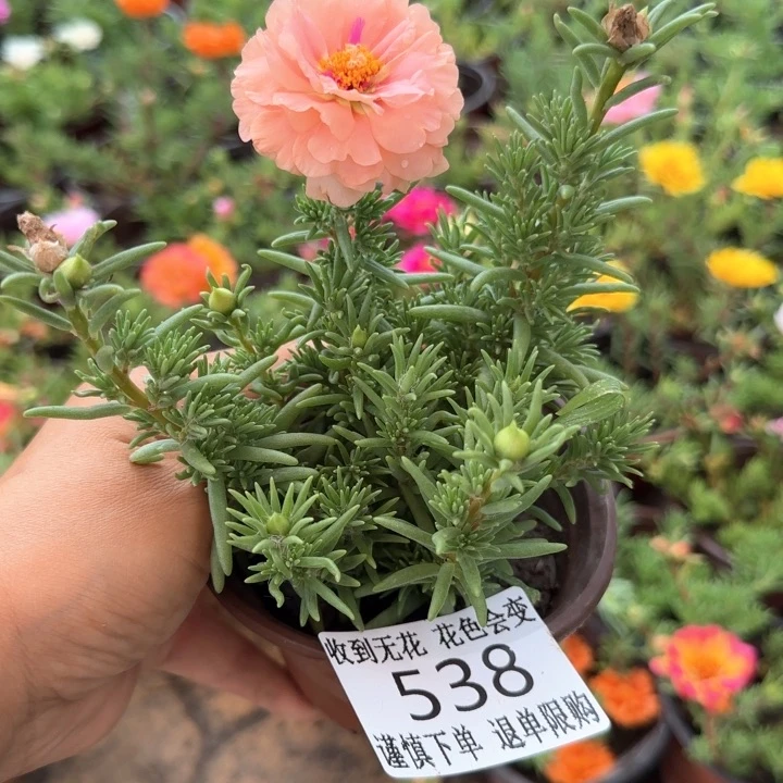 全部花朵538矮挽纱超小苗盆口10cm