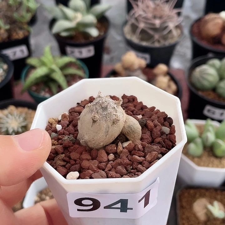 941淡青霜块根植物