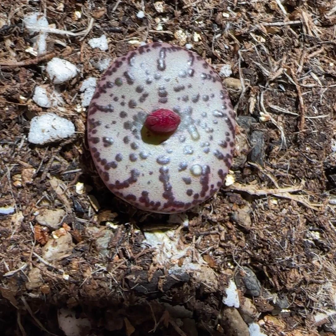 肉锥多肉植物组合-安贞1764