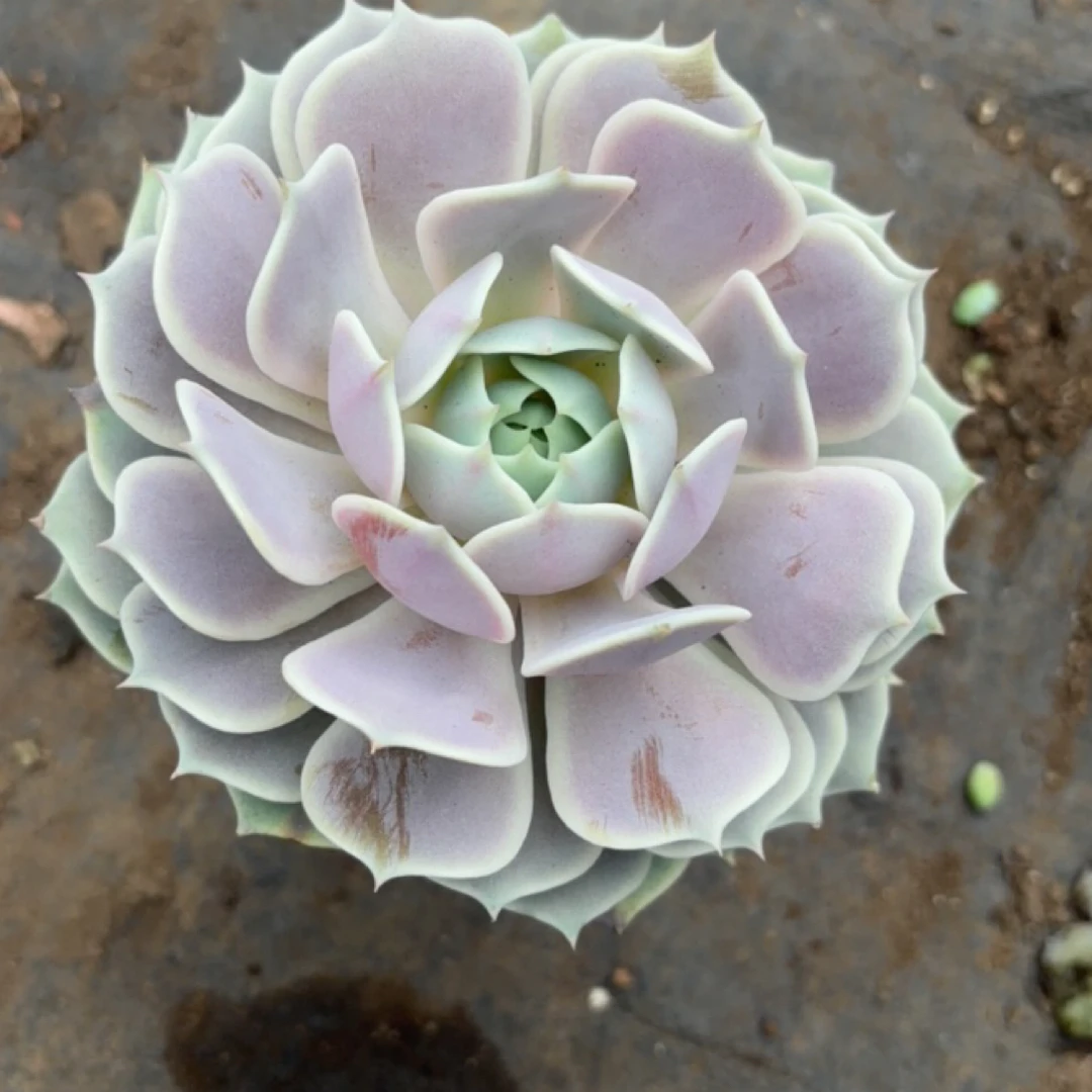 露娜连 多肉植物新手好养（全店满9.99包邮）