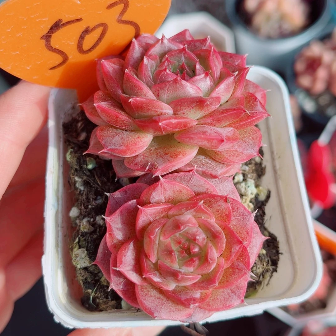 503号小老桩珍妮双头