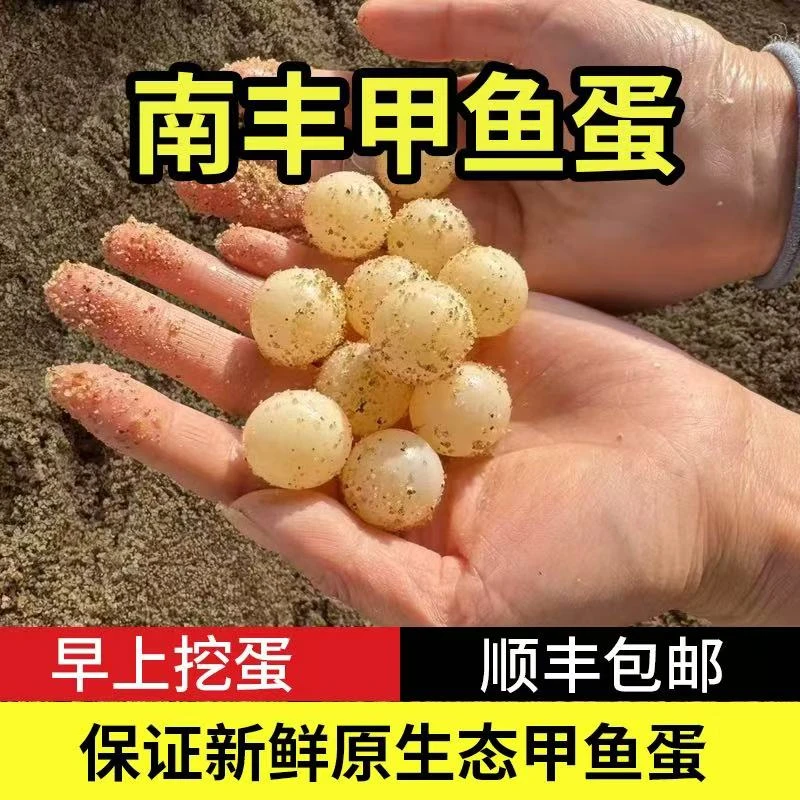 25年头窝甲鱼蛋新鲜食用宝宝辅食王八蛋鱉蛋新鲜农场直供高蛋白