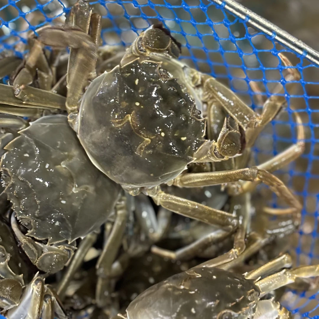 浪花海鲜集市2.3一2.5两母蟹4只