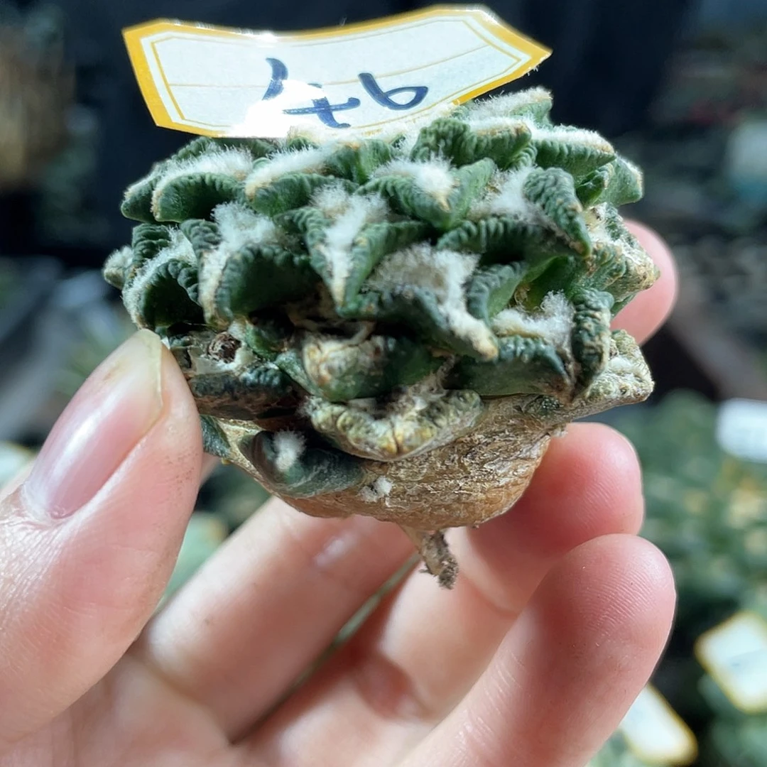 46号自根福利黑牡丹