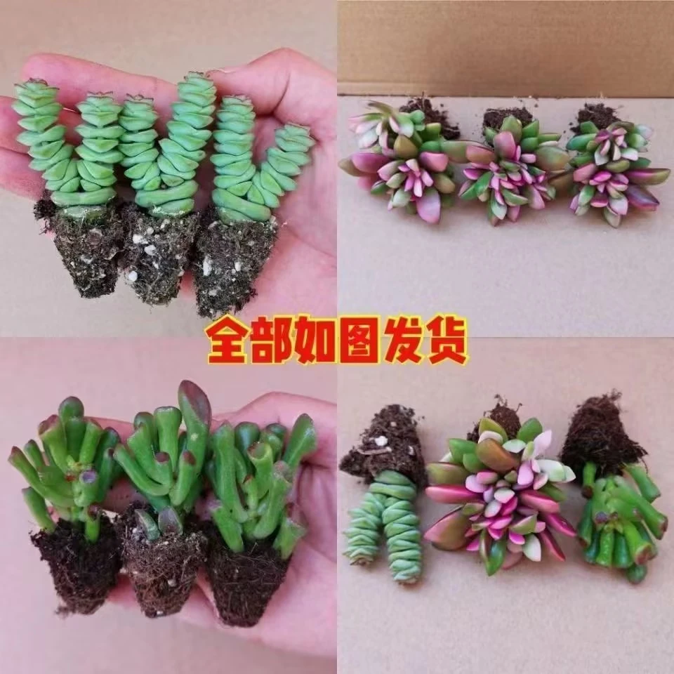 多肉 多肉植物 钱串 吸财树 吹雪 新手 好养易活招财组合套餐