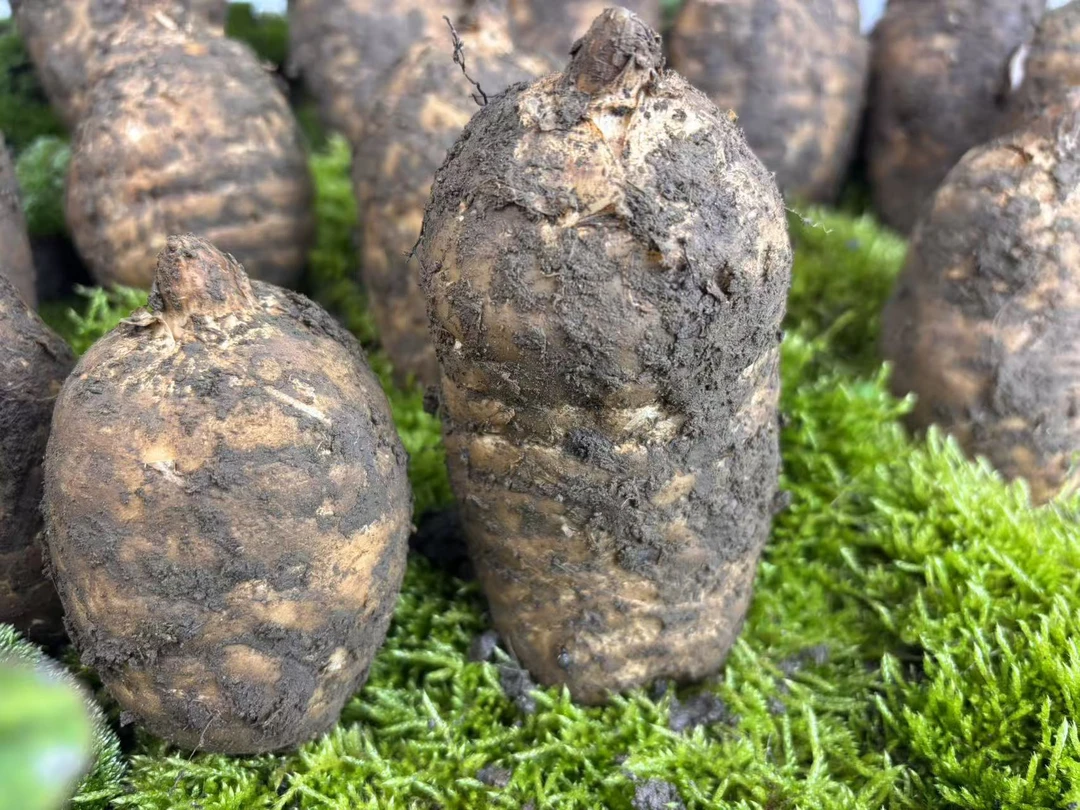 云南昭通小草坝新鲜高山乌天麻野生种植现挖发货