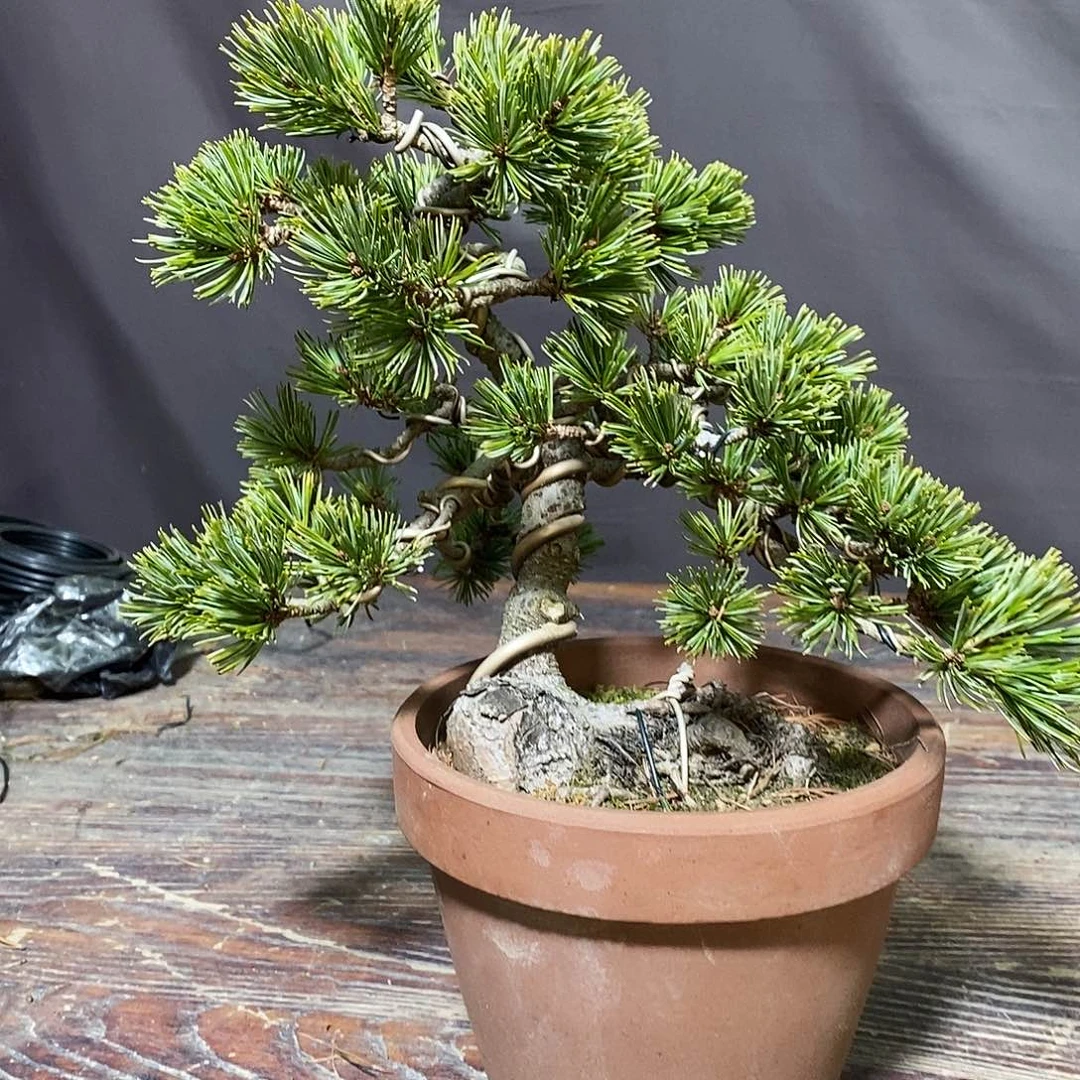 无花朵盆景11111111