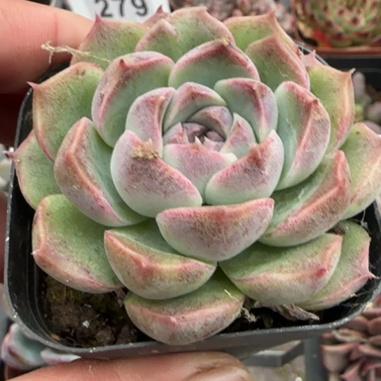 108巴洛克多肉植物多