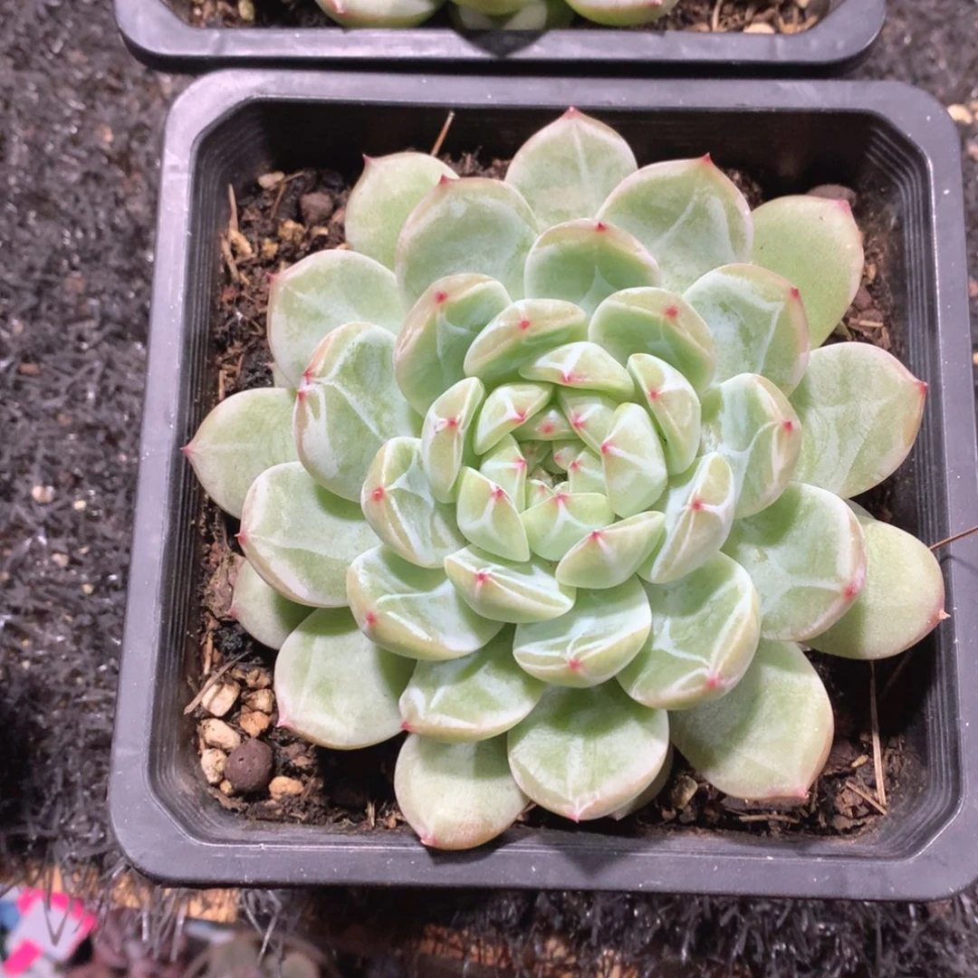 多肉植物多肉植物