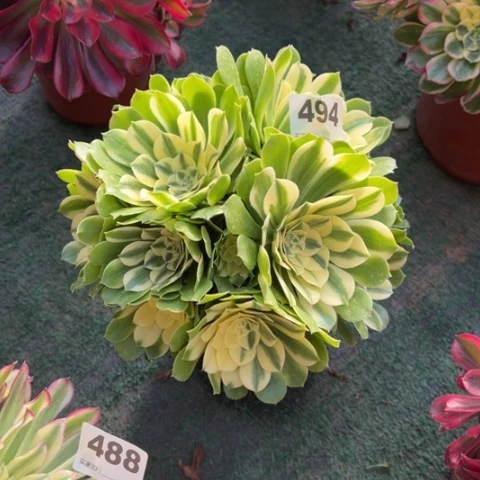 W***n494辛尼亚多肉植物