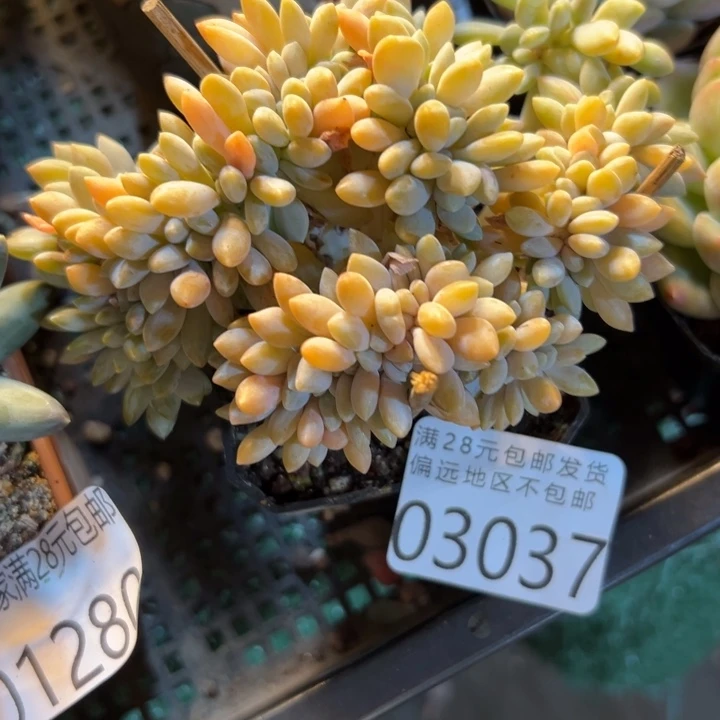 幸运儿是一位非常优秀且幸运